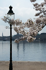 Image showing Spring at the Alster