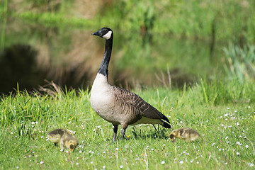 Image showing Grey Goose Biddy