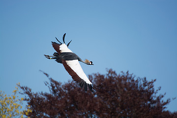 Image showing Black Crowned Crane (Balearica pavonina)