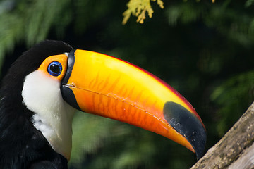 Image showing Toco Toucan (Ramphastos toco)