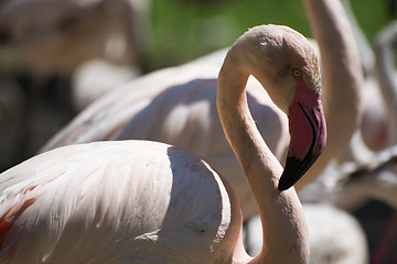 Image showing Greater Flamingo (Phoenicopterus roseus)