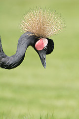 Image showing Black Crowned Crane (Balearica pavonina)