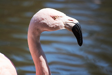 Image showing Greater Flamingo (Phoenicopterus roseus)