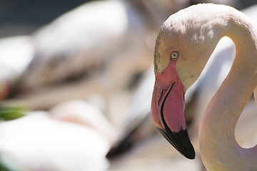 Image showing Greater Flamingo (Phoenicopterus roseus)