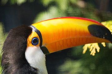 Image showing Toco Toucan (Ramphastos toco)