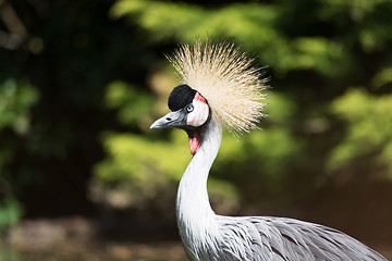 Image showing Black Crowned Crane (Balearica pavonina)