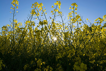 Image showing Rape Flowers in Germany