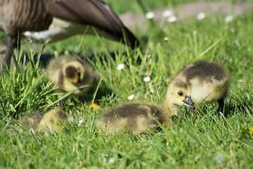 Image showing Grey Goose Biddy