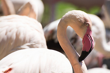 Image showing Greater Flamingo (Phoenicopterus roseus)