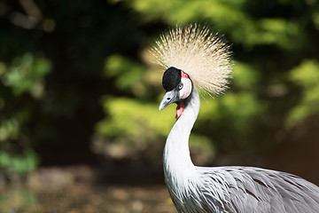 Image showing Black Crowned Crane (Balearica pavonina)