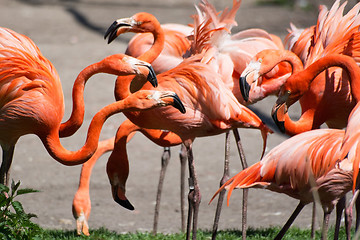 Image showing American Flamingo (Phoenicopterus ruber)