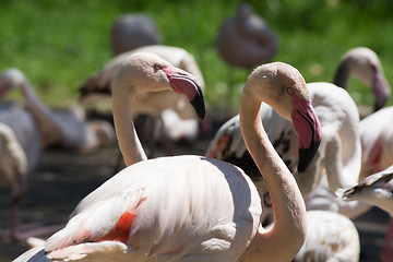 Image showing Greater Flamingo (Phoenicopterus roseus)