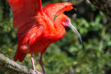 Image showing Scarlet Ibis (Eudocimus ruber)