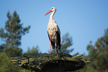 Image showing White stork (Ciconia ciconia)