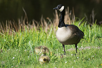 Image showing Grey Goose Biddy