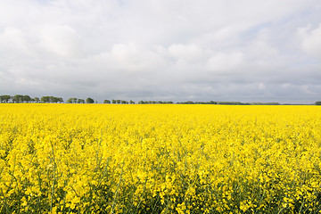 Image showing Rape Flowers in Germany