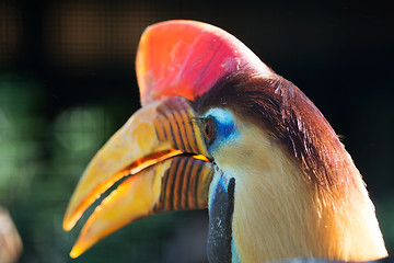 Image showing Knobbed Hornbill (Aceros cassidix)