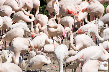 Image showing Greater Flamingo (Phoenicopterus roseus)