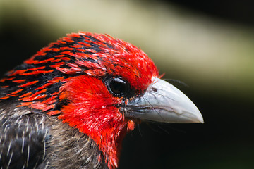 Image showing Brown-Breasted Barbet (Lybius melanopterus)