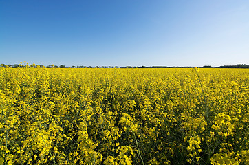 Image showing Rape Flowers in Germany