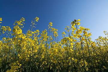 Image showing Rape Flowers in Germany