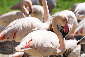 Image showing Greater Flamingo (Phoenicopterus roseus)