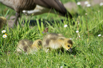 Image showing Grey Goose Biddy