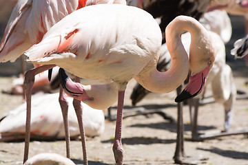 Image showing Greater Flamingo (Phoenicopterus roseus)