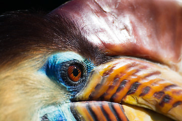 Image showing Knobbed Hornbill (Aceros cassidix)