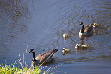 Image showing Grey Goose Biddy