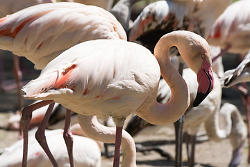 Image showing Greater Flamingo (Phoenicopterus roseus)