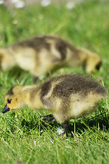 Image showing Grey Goose Biddy