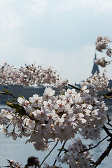 Image showing Spring at the Alster