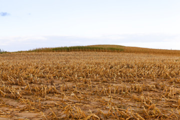 Image showing harvesting corn