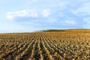 Image showing harvesting corn, defocus