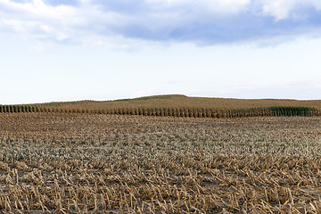 Image showing harvested mature corn