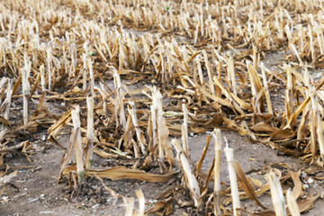 Image showing harvesting corn, close up