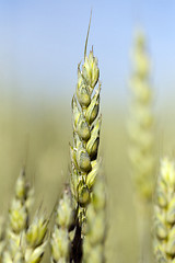 Image showing immature grass sky