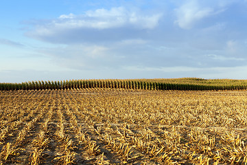 Image showing mature corn crop