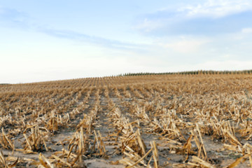 Image showing harvesting corn, defocus