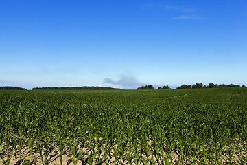 Image showing Field with corn