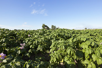 Image showing Agriculture, potato field