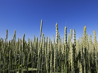 Image showing immature grass sky