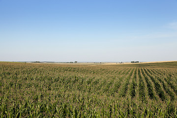 Image showing corn field, agriculture