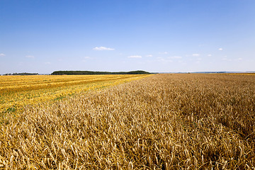 Image showing agricultural field, cereals