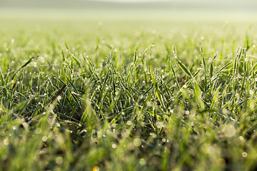 Image showing young grass plants, close-up