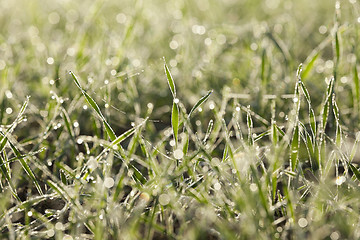 Image showing young grass plants, close-up