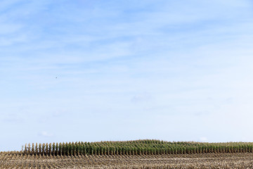 Image showing harvested mature corn