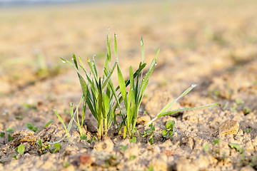 Image showing young grass plants, close-up