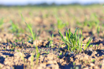 Image showing young grass plants, close-up